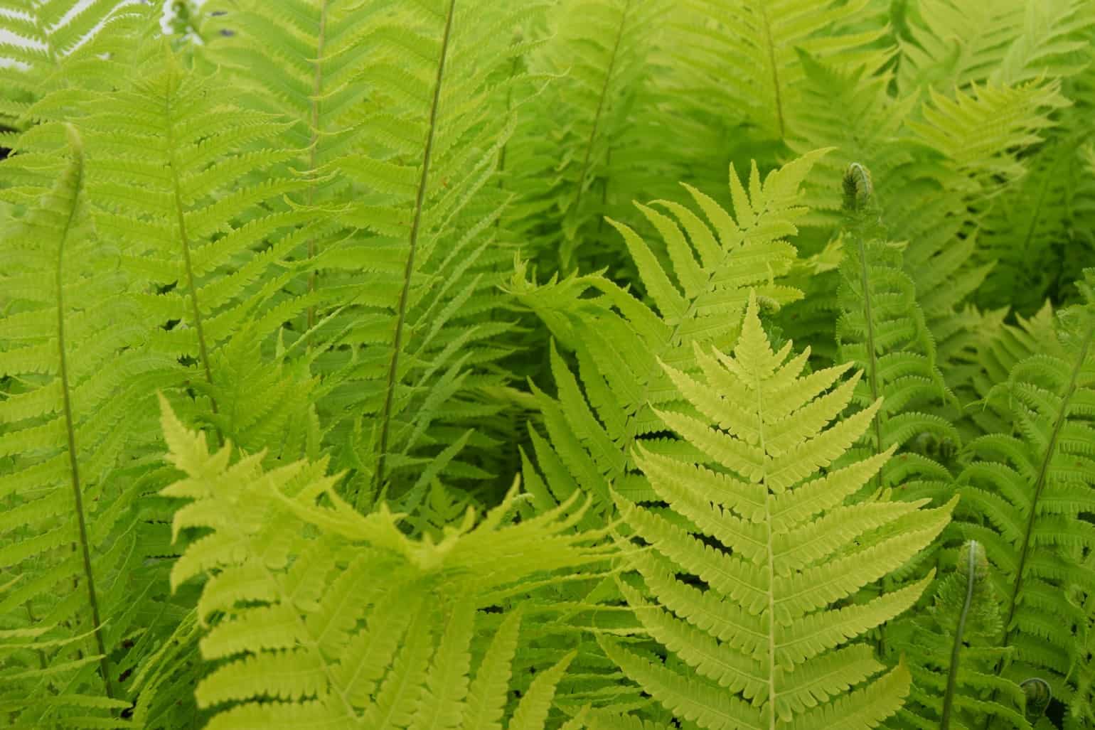 Matteuccia struthiopteris